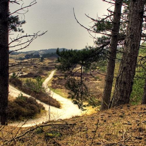 Dunes near Schoorl