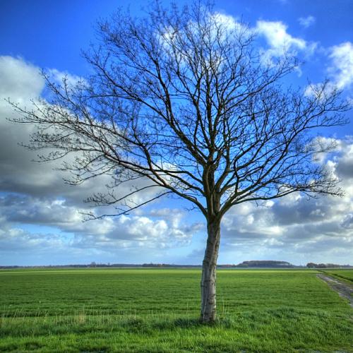 Lonely tree