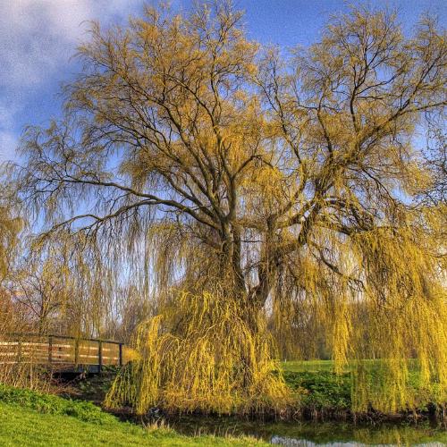 More willow trees